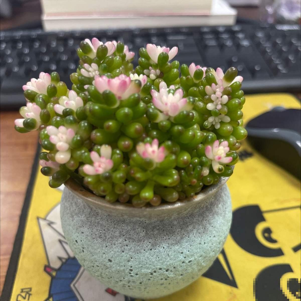 想在夏天养多肉?看看这5种,放在阳台无压力 想在夏天养多肉?看看这5种,放在阳台无压力