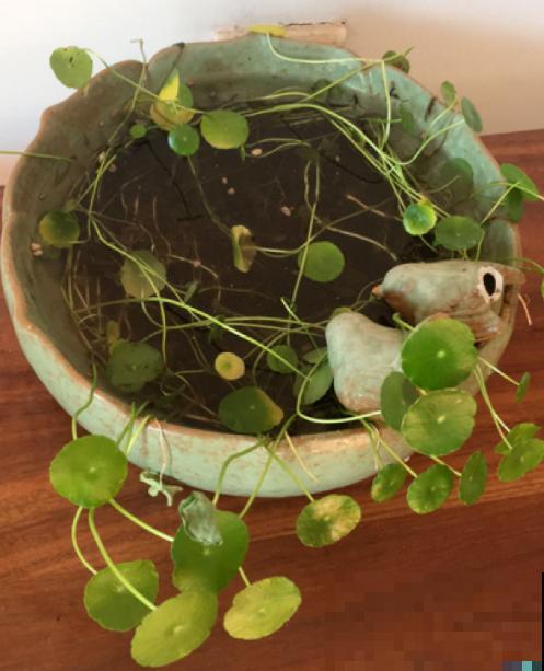 出差没几天，铜钱草头“低穿地心”，狂补水就能直接复活