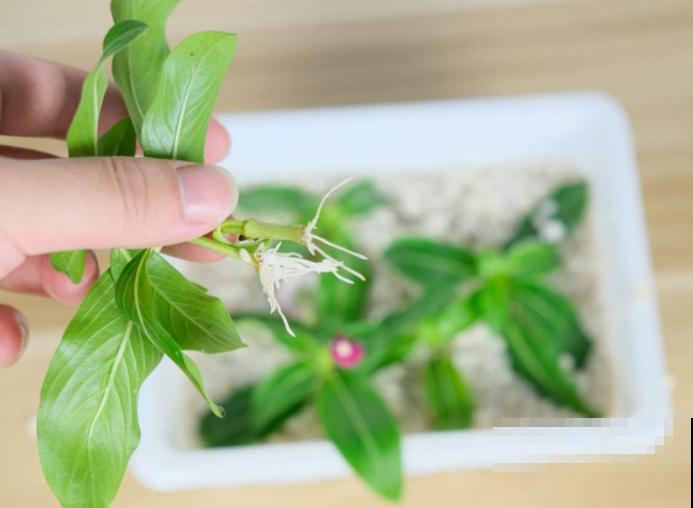 6月份赶紧扦插，学会方法，巧变扦插金手指