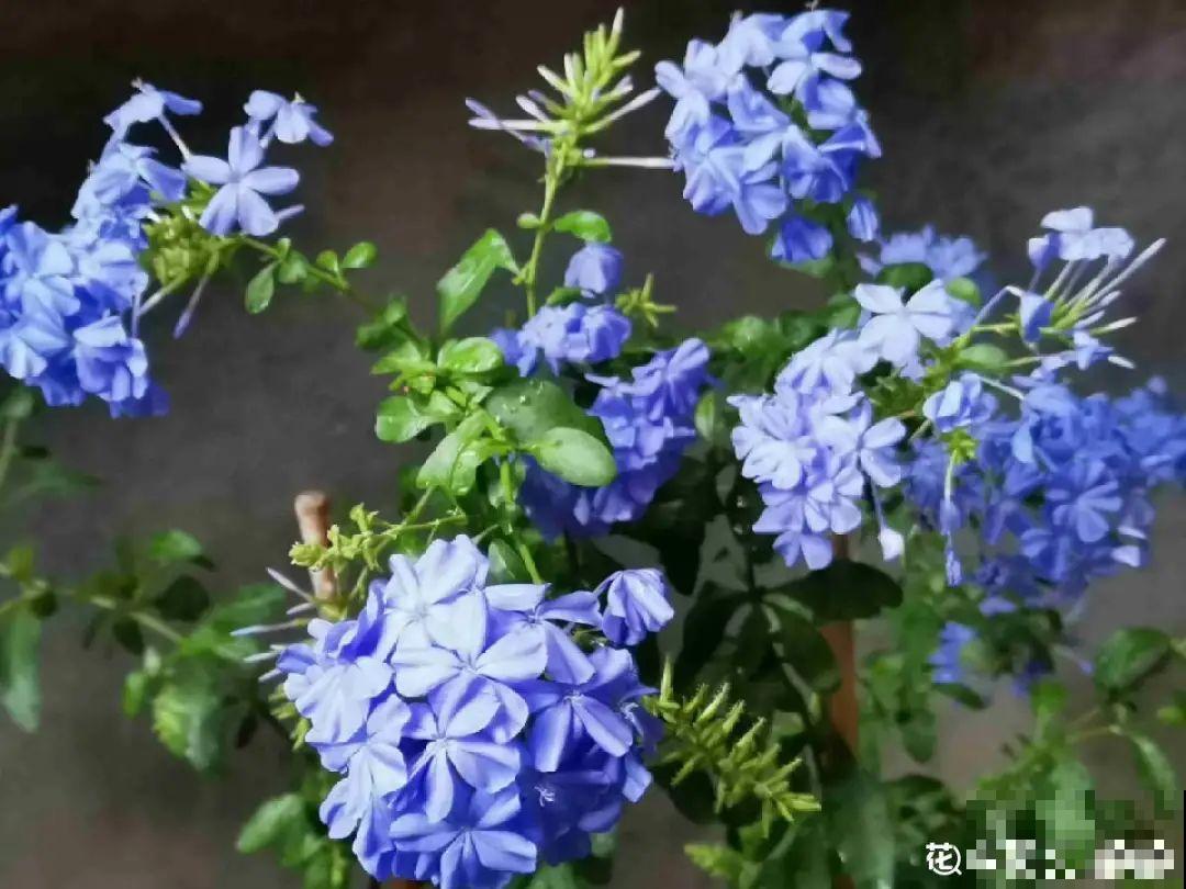 6种花耐高温，夏天也能养开花