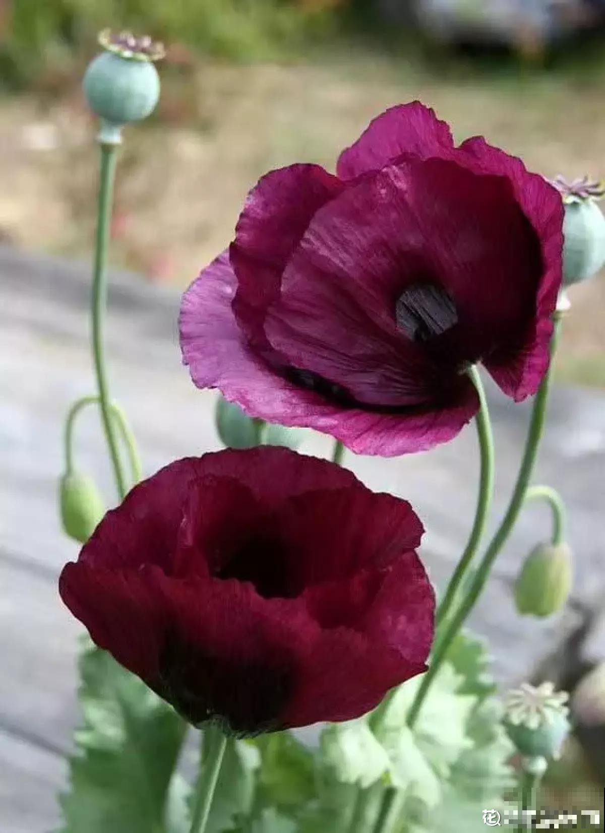 1种花一定要认识，千万不能种家里，容易惹来大麻烦