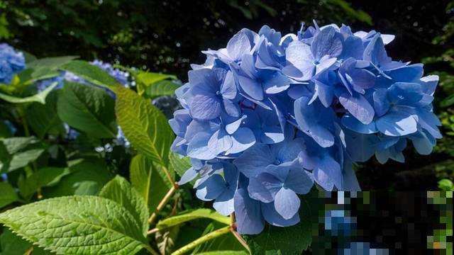 养绣球花不注意方法，难怪你的绣球花不爆盆！