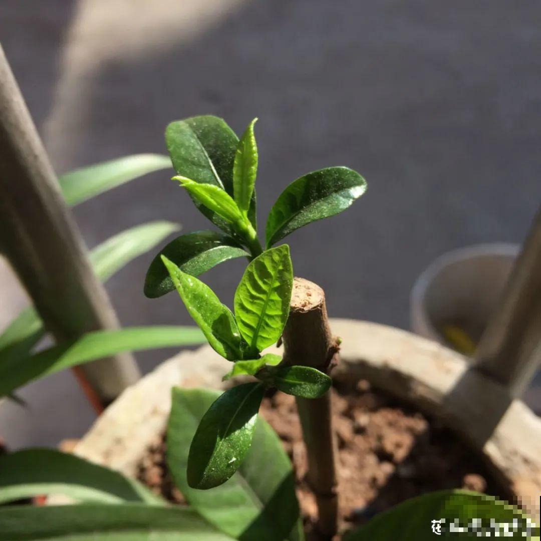 初秋8种花不能剪，轻则不开花，严重可能剩空盆
