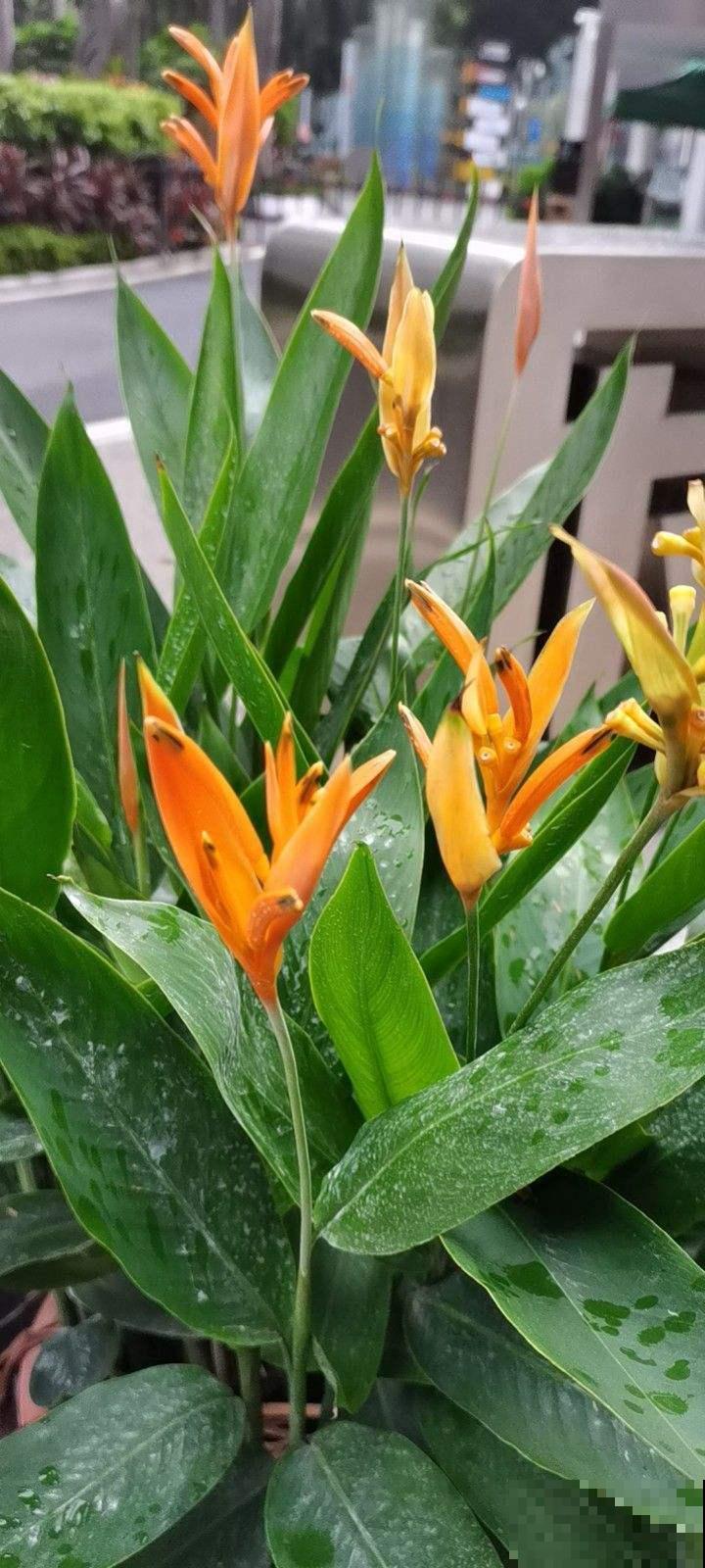 100种常见花,今天终于知道叫什么名了,建议收藏 100种常见花,今天终于知道叫什么名了,建议收藏