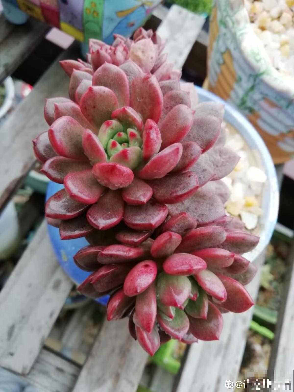 红宝石由绿变红,只需注意这5点,从众多肉中脱颖而出 红宝石由绿变红,只需注意这5点,从众多肉中脱颖而出