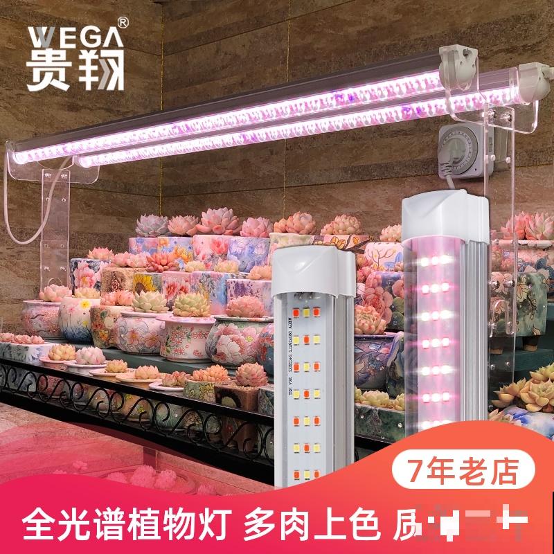 红宝石由绿变红,只需注意这5点,从众多肉中脱颖而出 红宝石由绿变红,只需注意这5点,从众多肉中脱颖而出