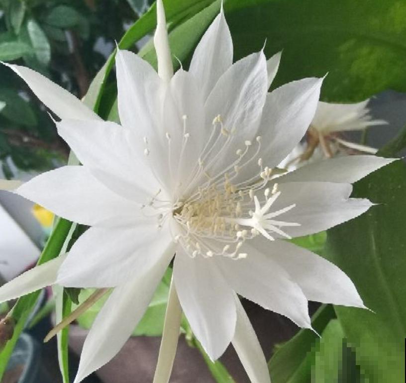 开白色花怎么了，照样仙气十足！