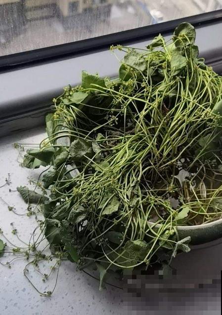 4种生物入侵植物，还是别养了，泛滥了容易惹麻烦