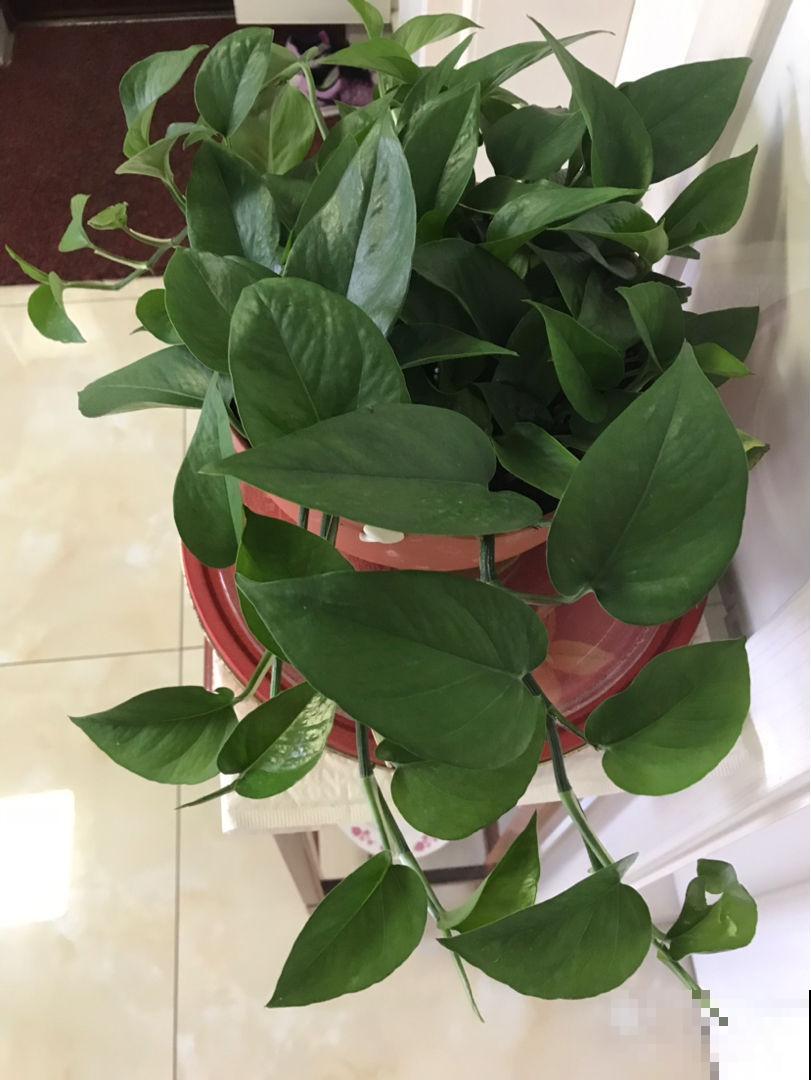 不用给足光照就能长得旺，这3种植物放家里，光照少也能长得好