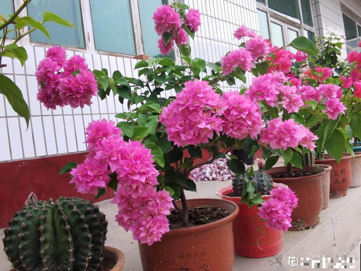 4种花不能惯着,狠狠剪一刀,呼呼冒出“小笋芽” 4种花不能惯着,狠狠剪一刀,呼呼冒出“小笋芽”