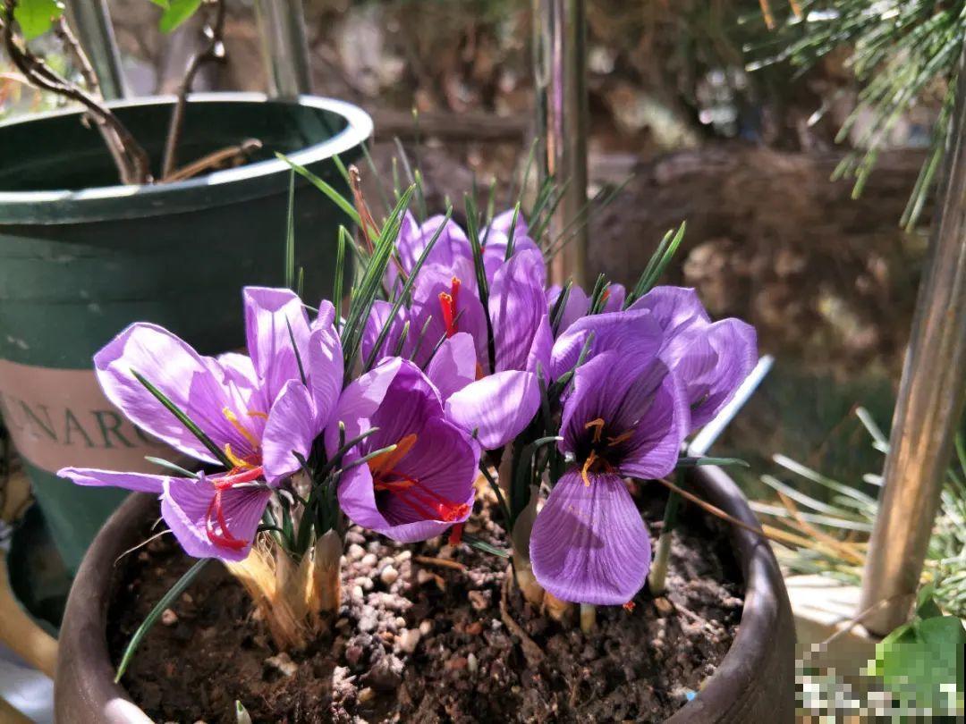 上千块一斤的花,名贵得很,自己在家也能种 上千块一斤的花,名贵得很,自己在家也能种