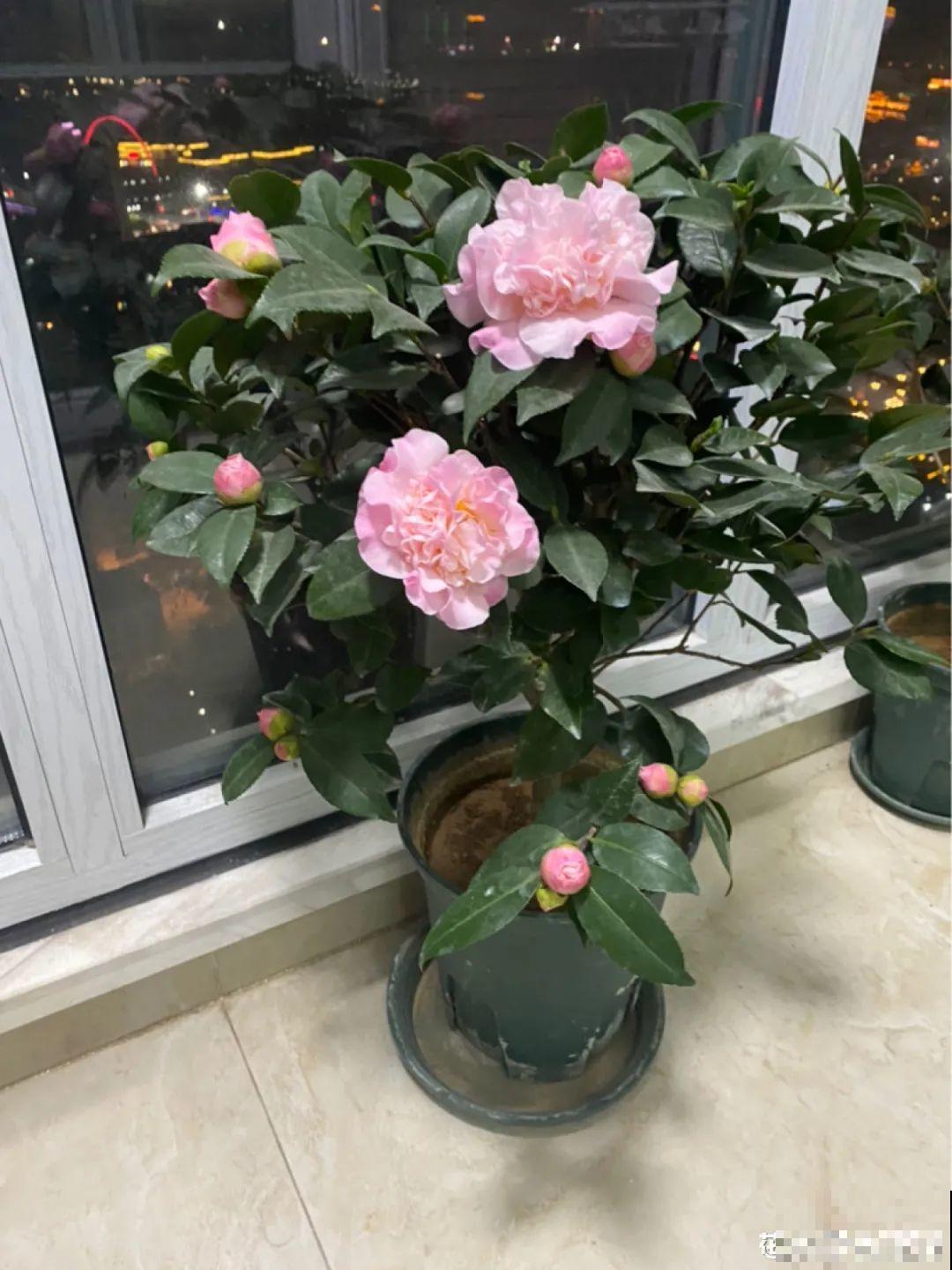 8种花夏天不能买,买回来就死,白浪费钱 8种花夏天不能买,买回来就死,白浪费钱