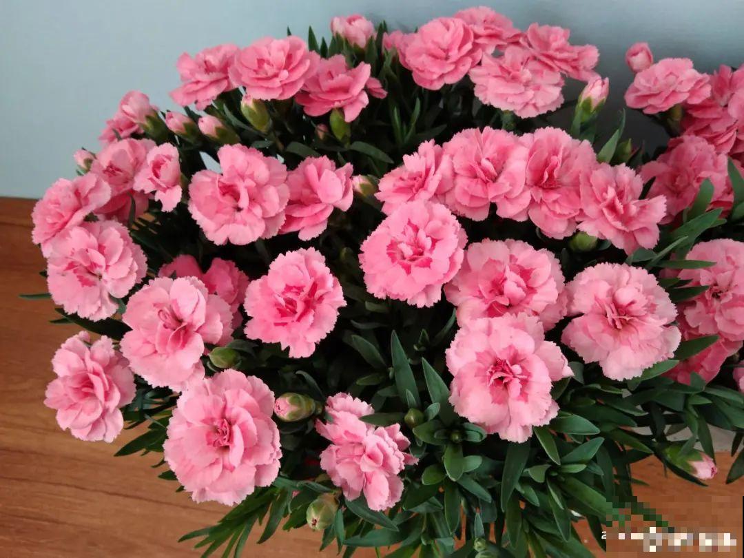 10种花并不是一次性,掌握养护要点,还能复花 10种花并不是一次性,掌握养护要点,还能复花