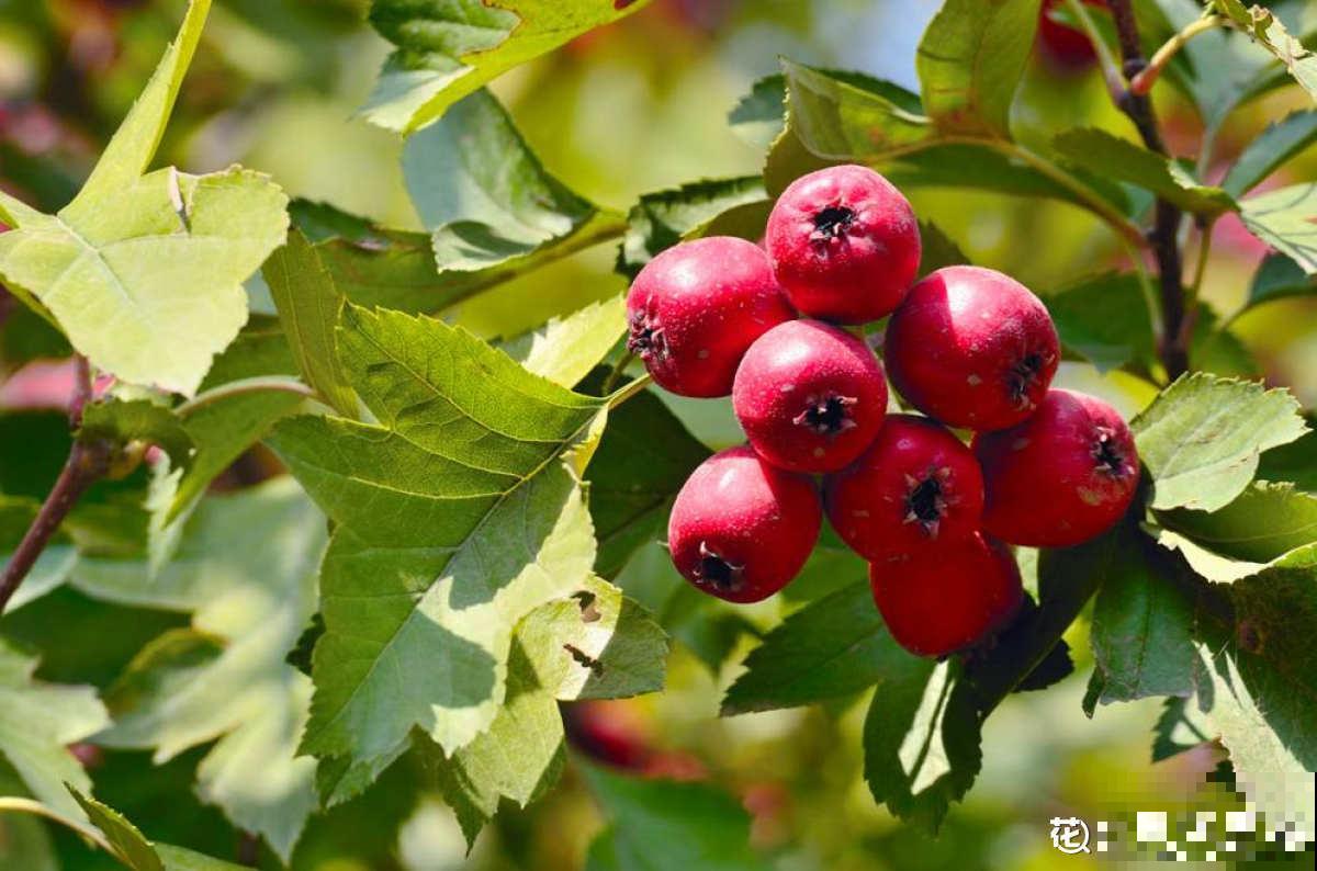 山楂都能在家养了？5个养护步骤，冰糖葫芦能管够