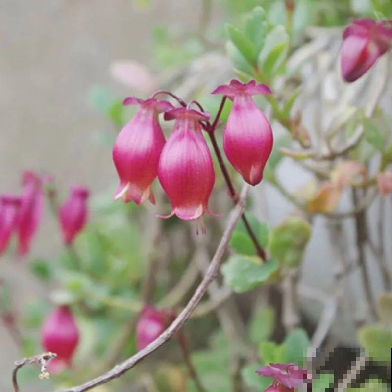 卫生间里养盆蕨，净化空气，满眼绿意