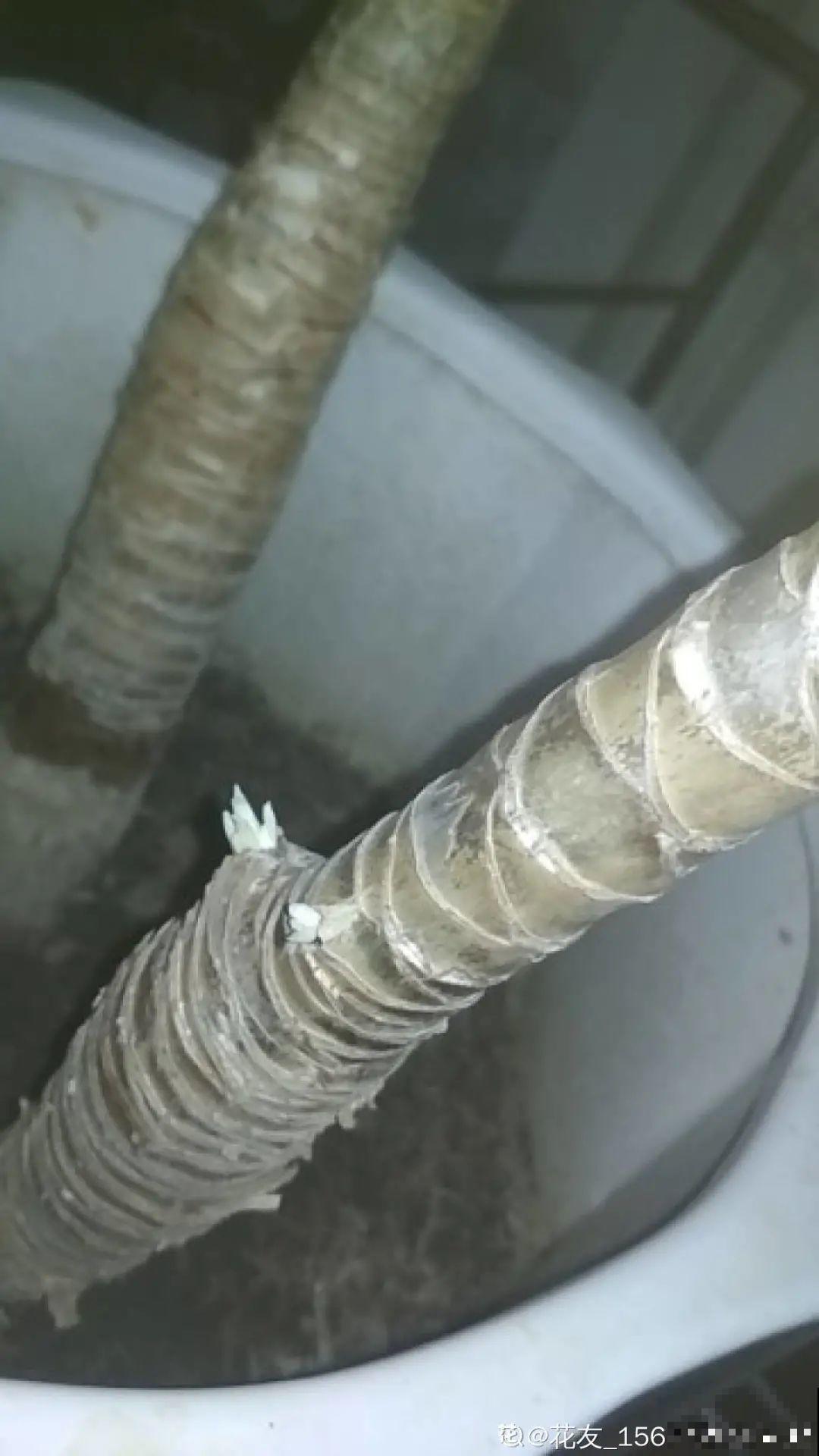 6种花夏天难养，贴土面砍一刀，新芽呼呼冒