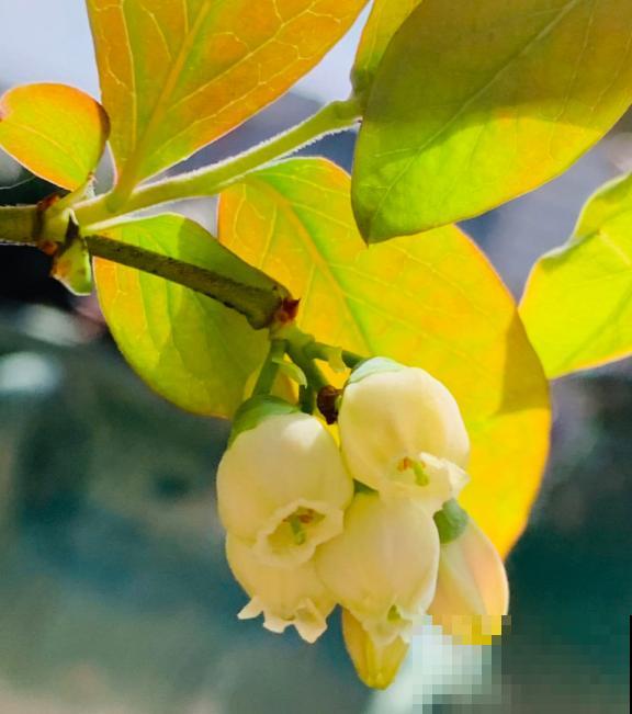 7种最适合阳台养殖的水果，成活率高，果香飘满屋