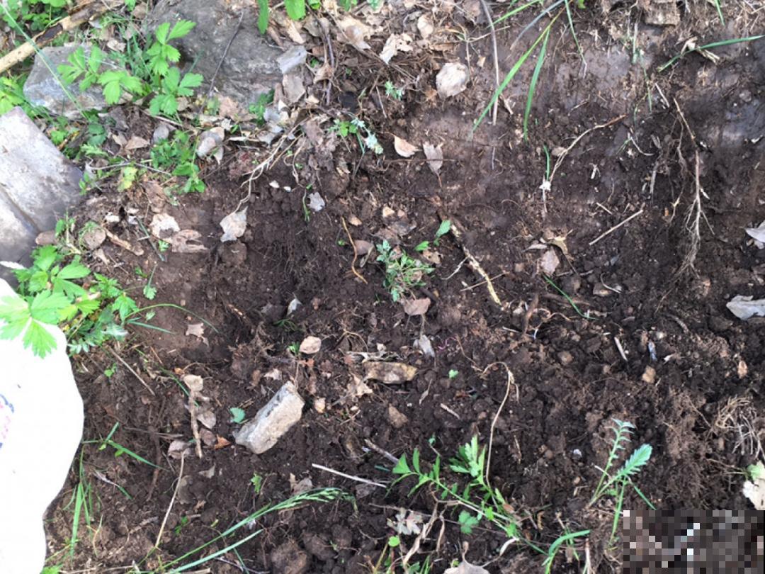 9种土别拿来养花,对花不好,容易黄叶烂根 9种土别拿来养花,对花不好,容易黄叶烂根