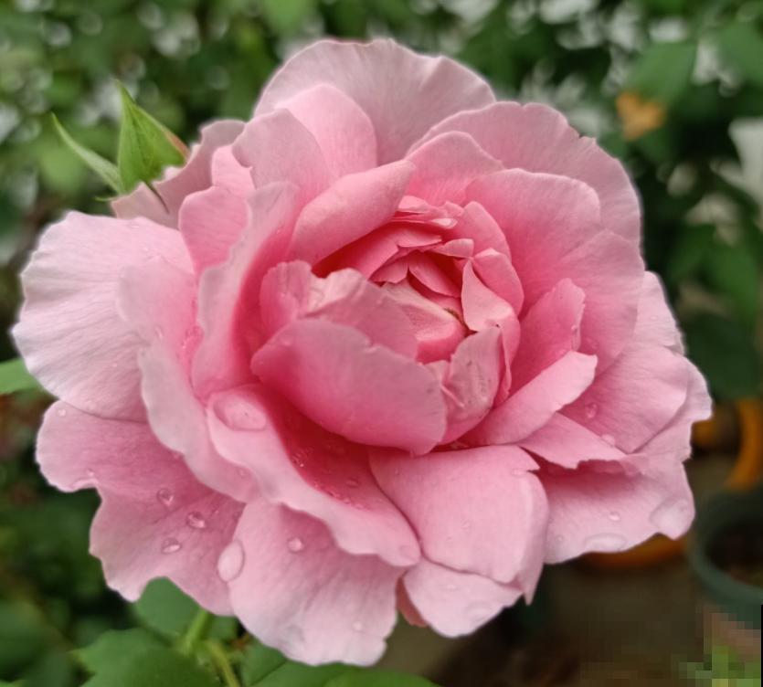 正在开花的植物,不要施肥,不然花苞全掉了 正在开花的植物,不要施肥,不然花苞全掉了