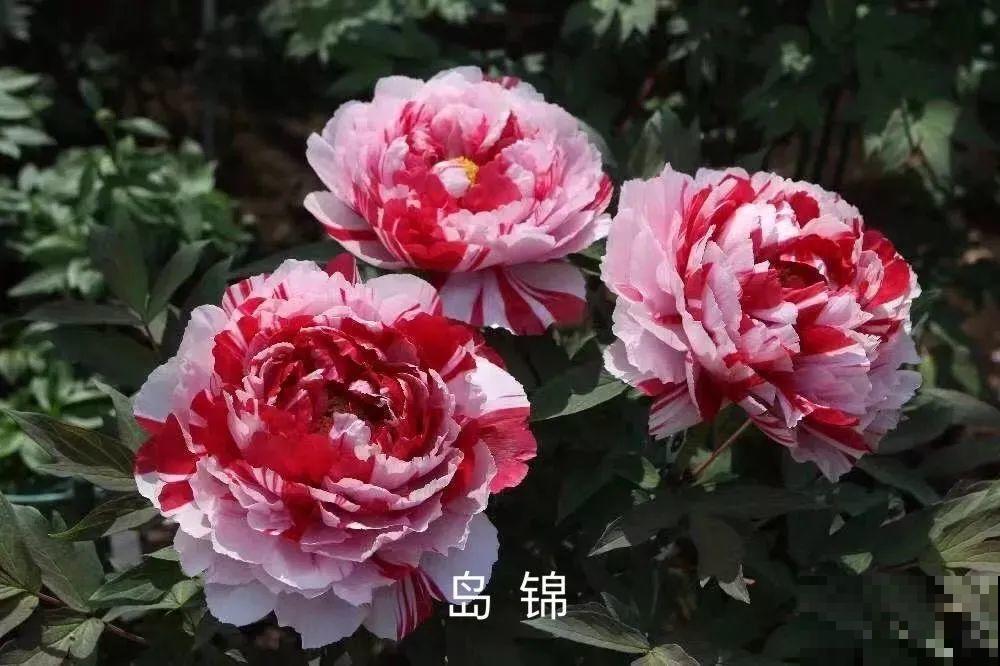 中国人最爱养的花，富贵又大气，养大门口特有面子！