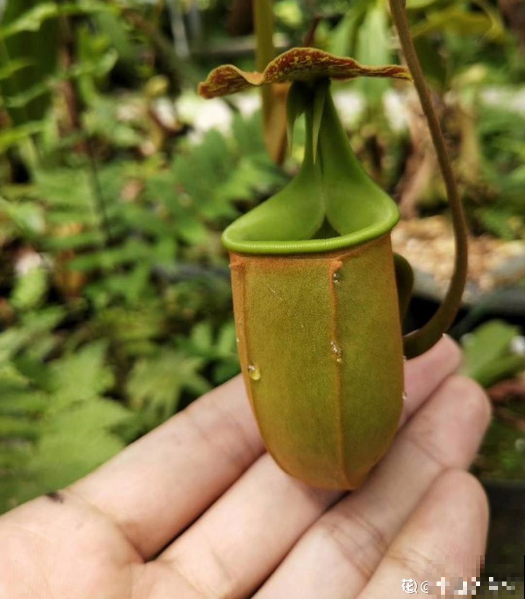 江西无蚊村,种满“驱蚊树”,一年四季没蚊子 江西无蚊村,种满“驱蚊树”,一年四季没蚊子