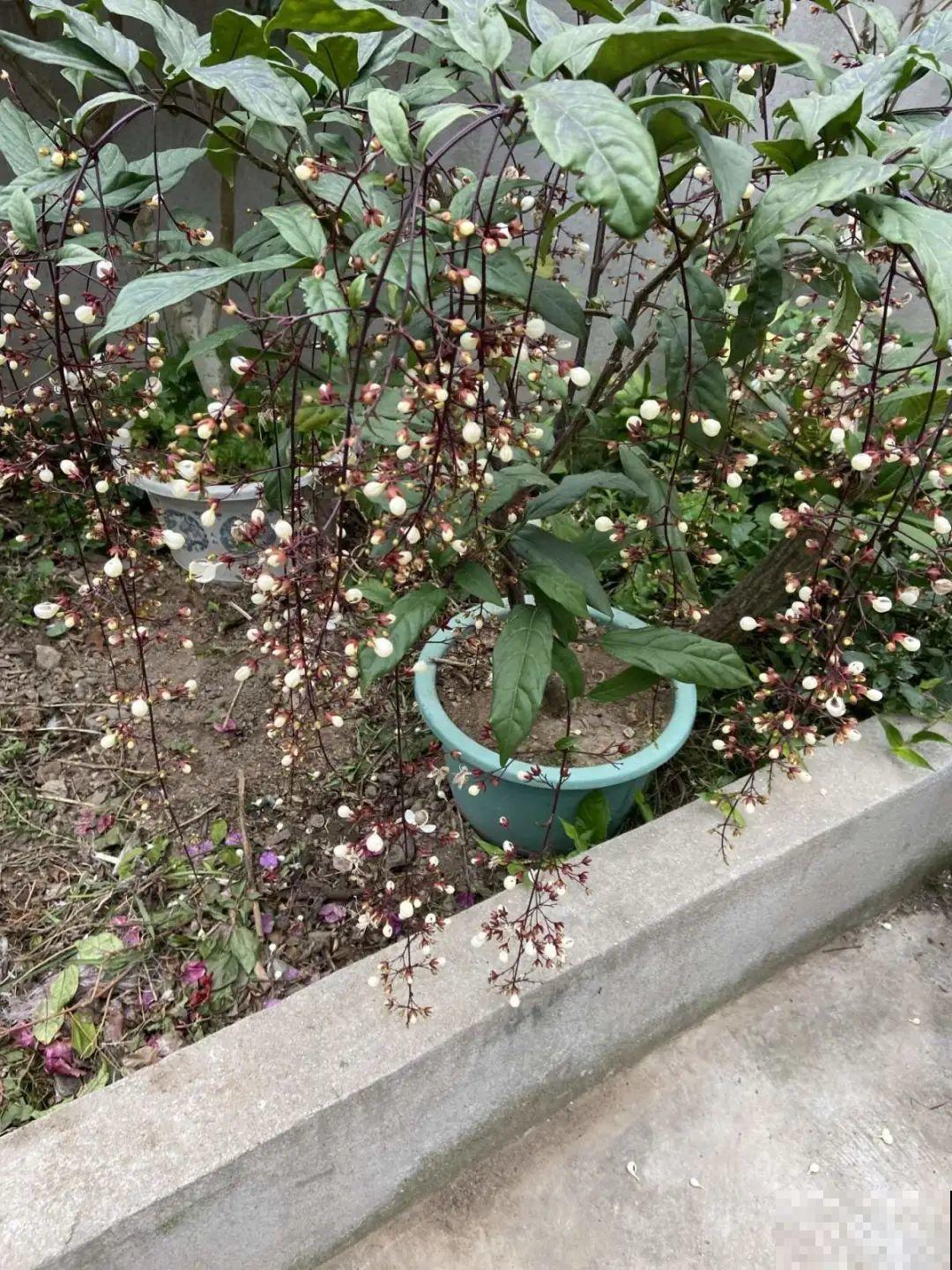 仙气飘飘的花，颜值高、花期长，养一盆不亏