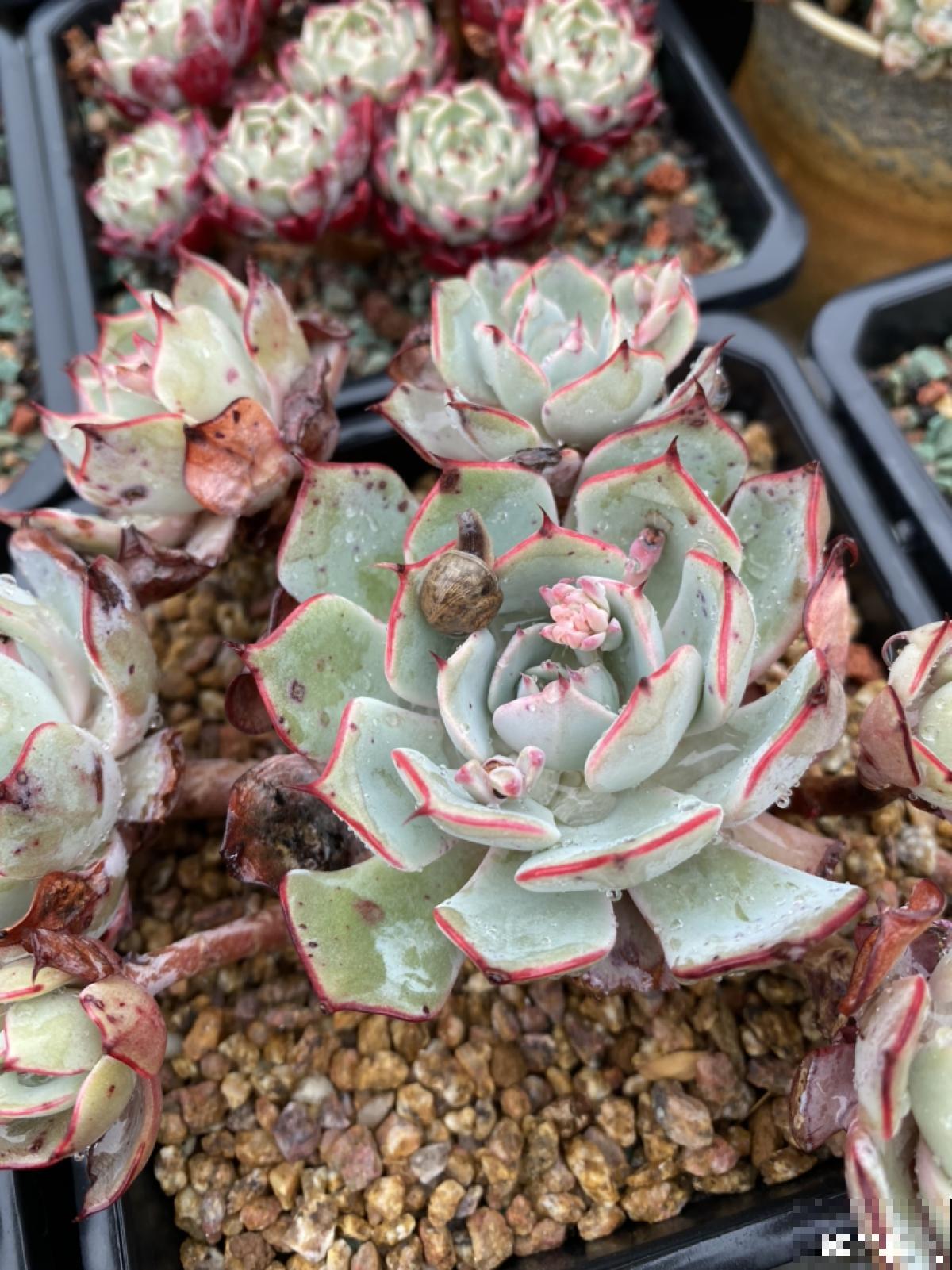 植物招虫怎么救？预防最重要，4招快速解决