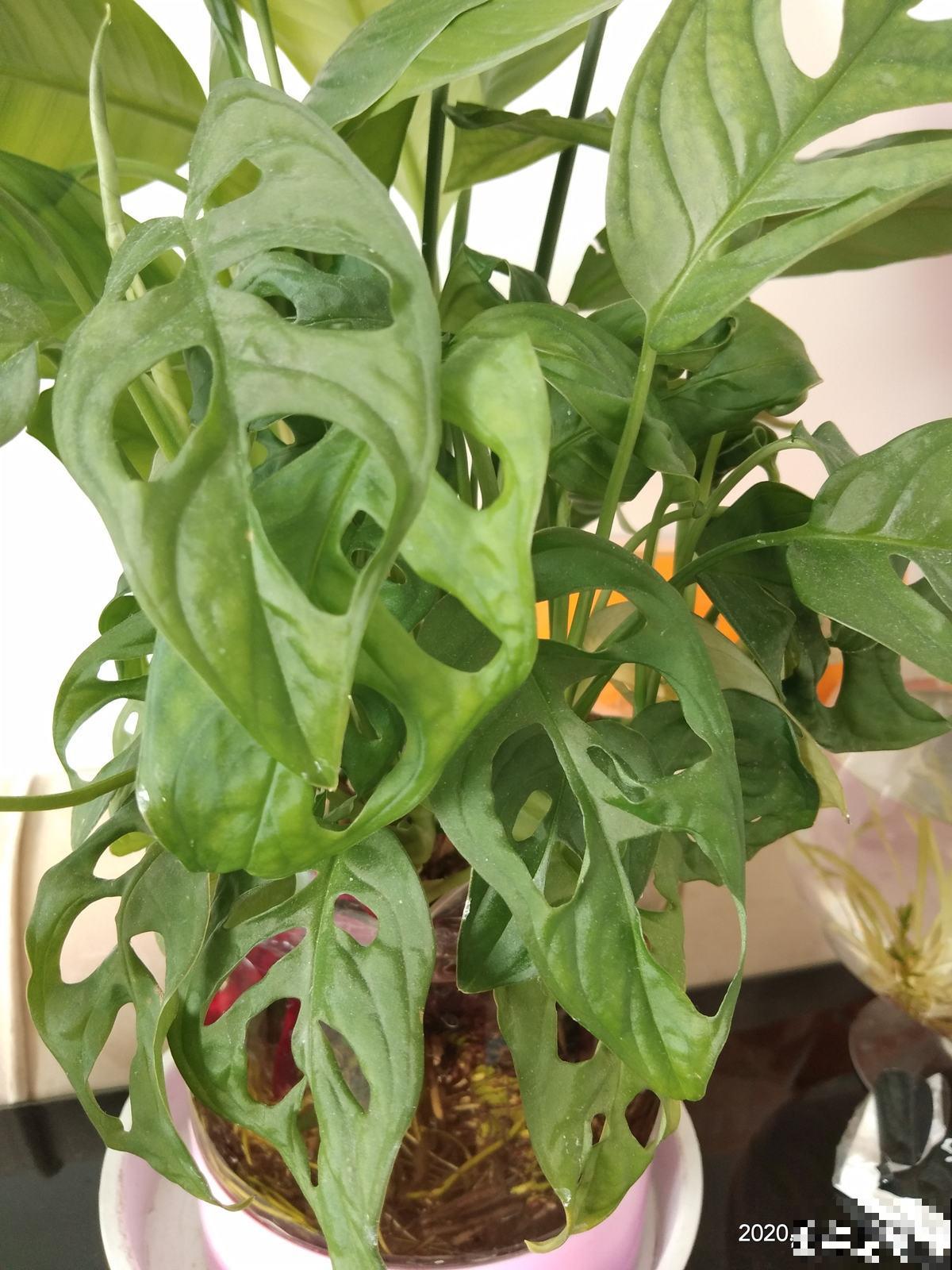 家里没有直射光，适合10种耐阴绿植生长，叶子花花绿绿像油画