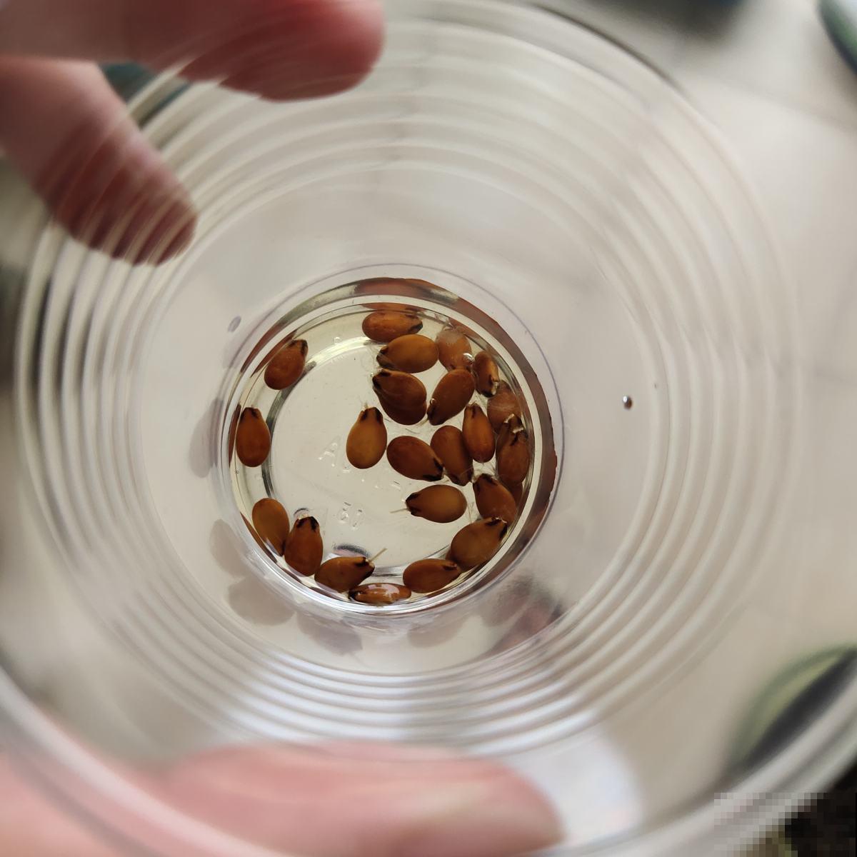 种瓜真能得瓜!学会这4步,阳台砰砰冒西瓜 种瓜真能得瓜!学会这4步,阳台砰砰冒西瓜