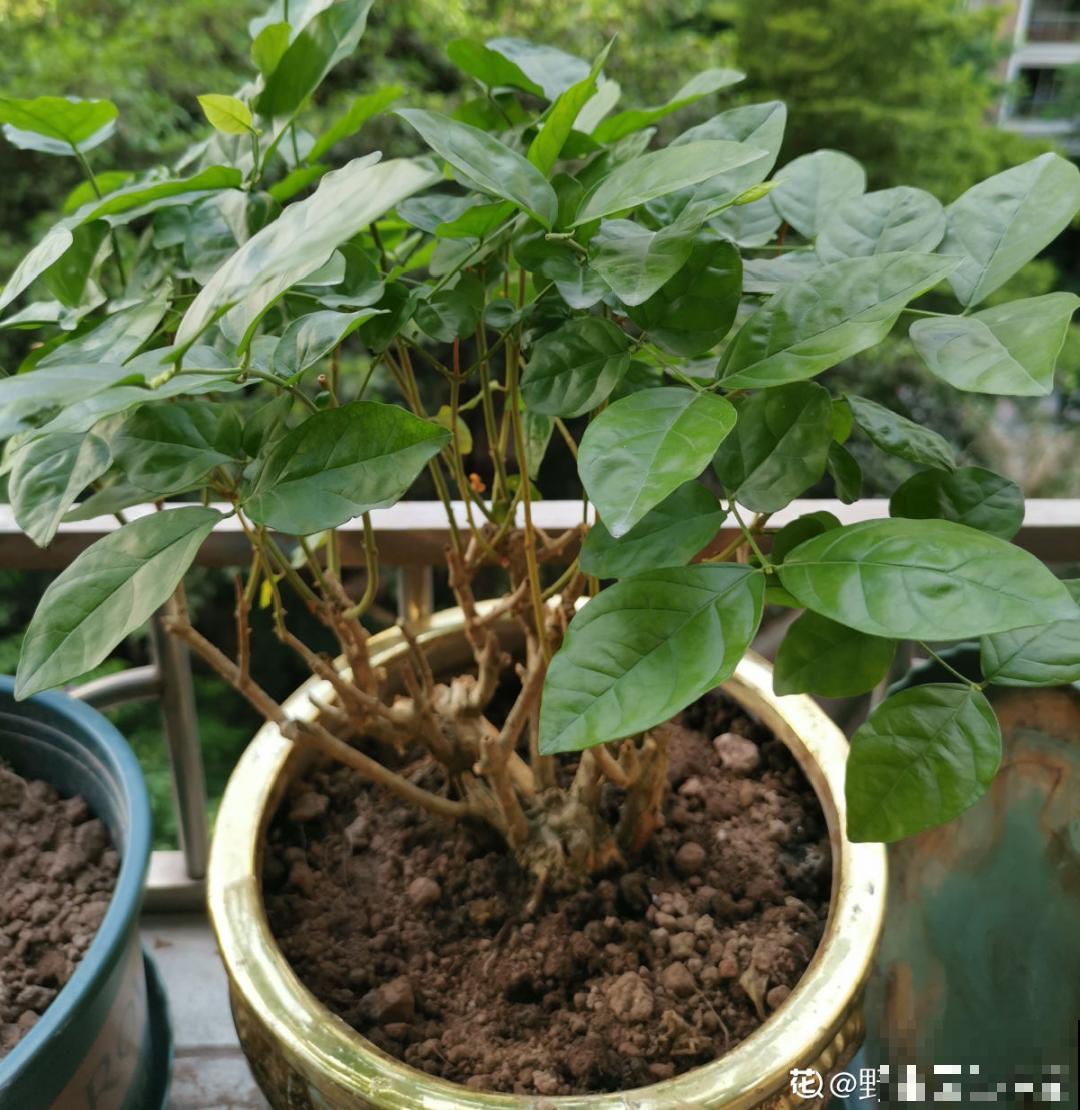 茉莉一长高就剪，别舍不得， 剪对了能快速复花