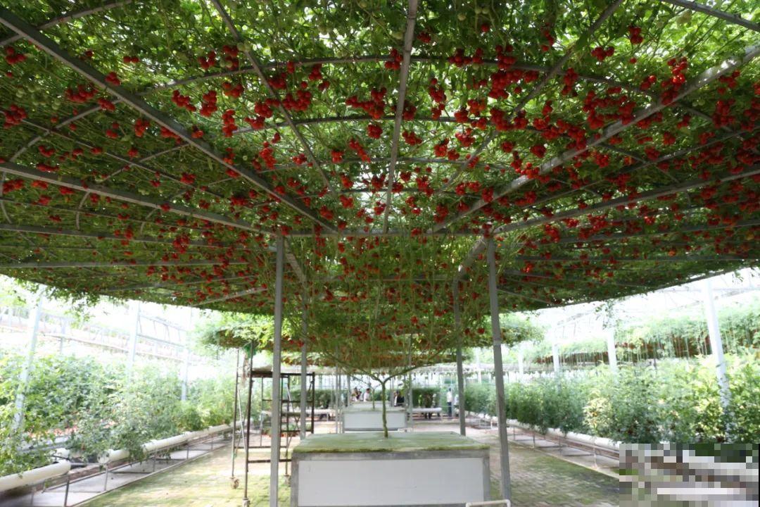 15万块钱的一个蜜瓜，到底有多好吃？