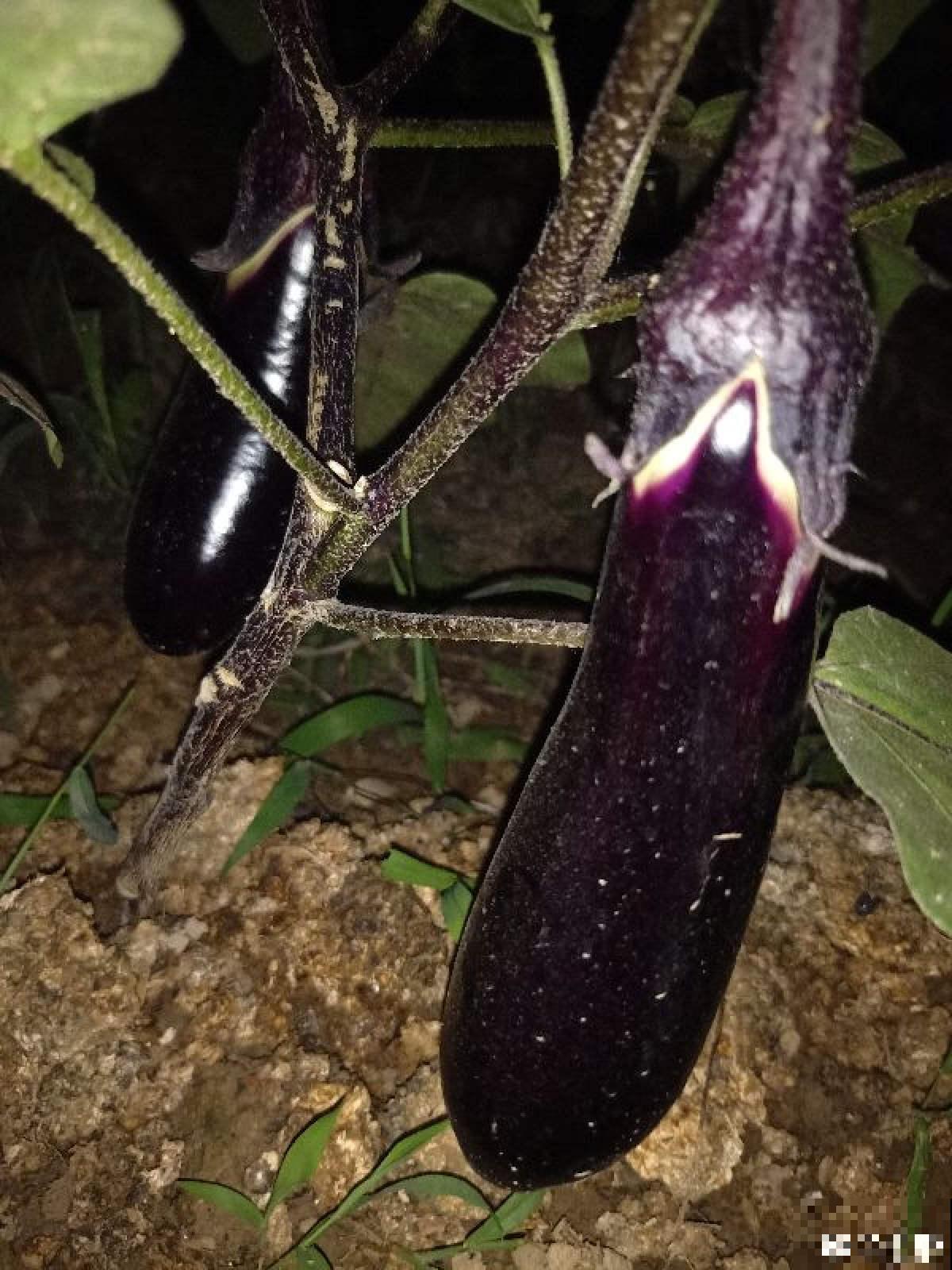 邻居种的茄子，两只手才能抓过来，到底咋种地？