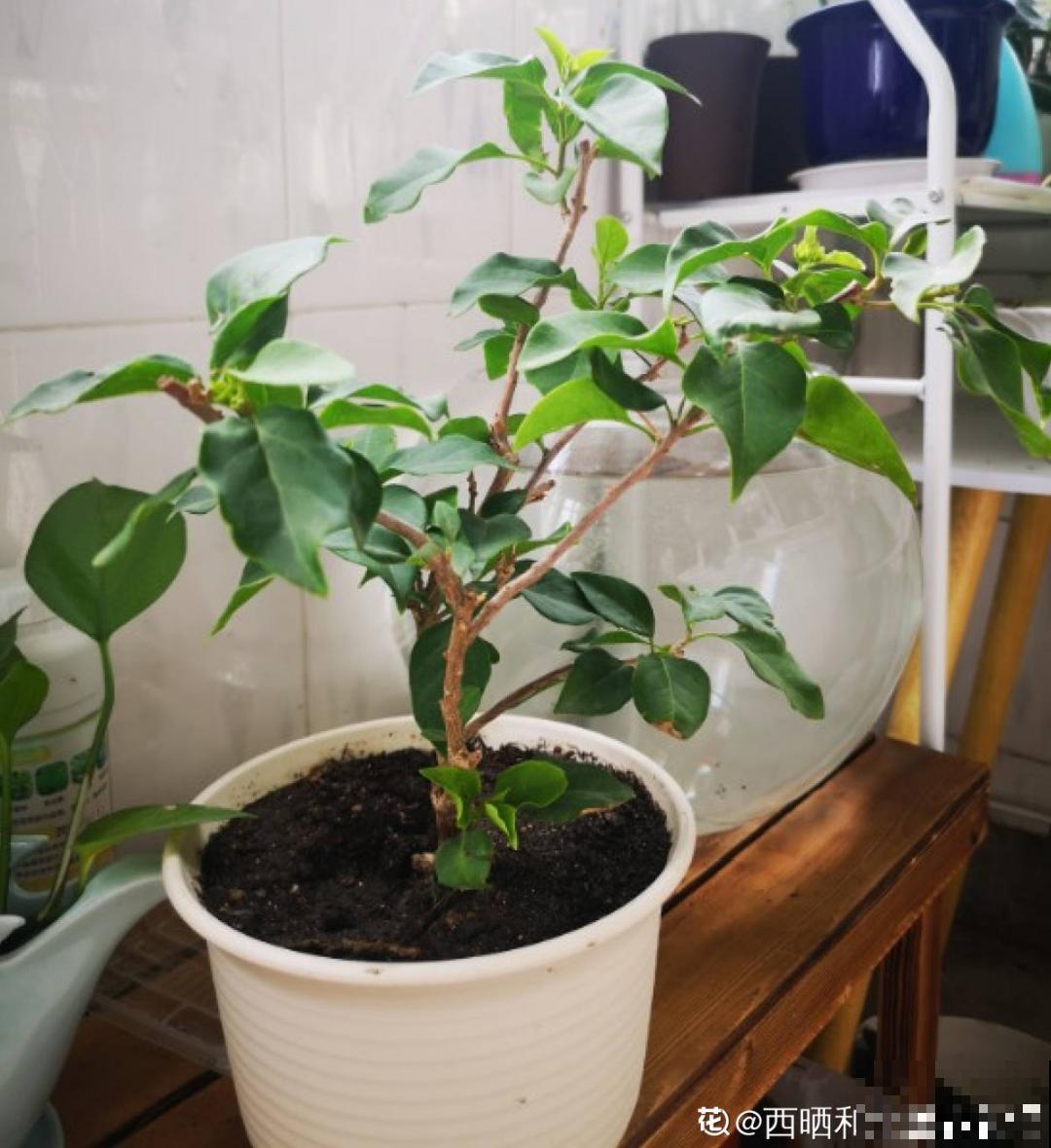 天热要修剪的花，不剪死得快，活不过夏天