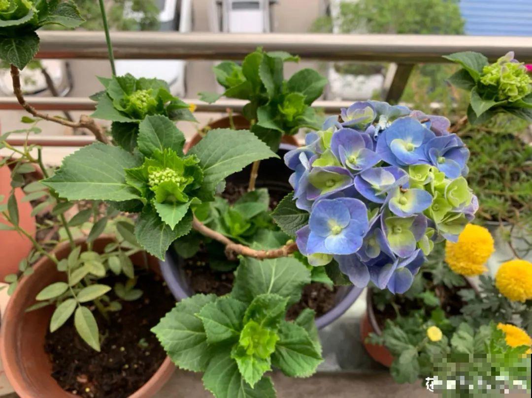 难养活的8种花，在家里养不好，扔门口反而呼呼开花