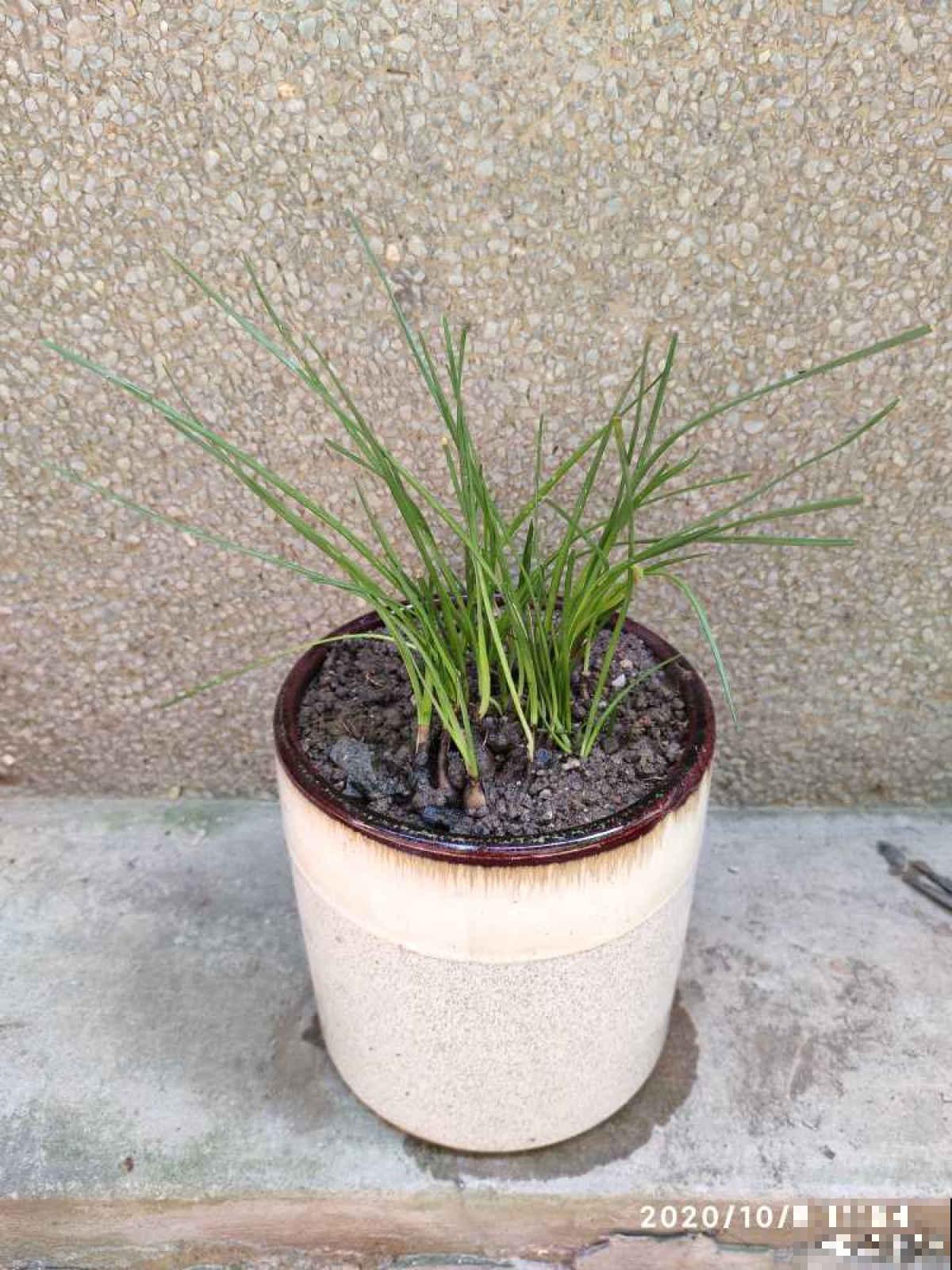 家里的小阳台别养花,几个花盆种点菜,秋天就能吃 家里的小阳台别养花,几个花盆种点菜,秋天就能吃