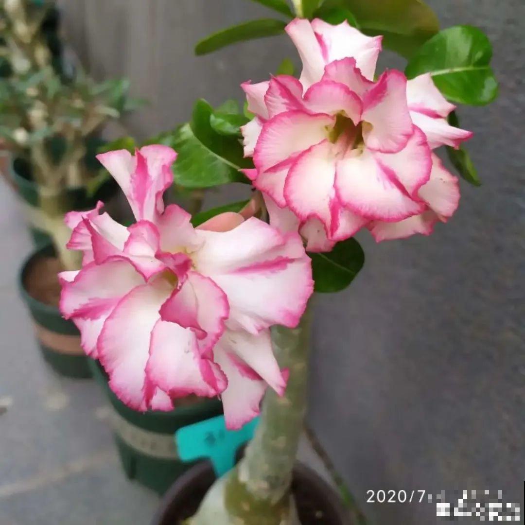 夏天养花，就怕乱浇水，千万不能积水