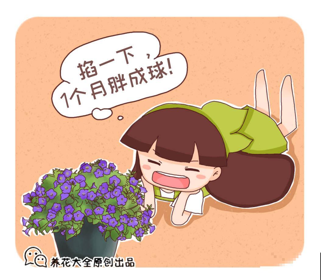 花朵中的“爆花机器”，初秋正是生长旺季，越“掐”花越多