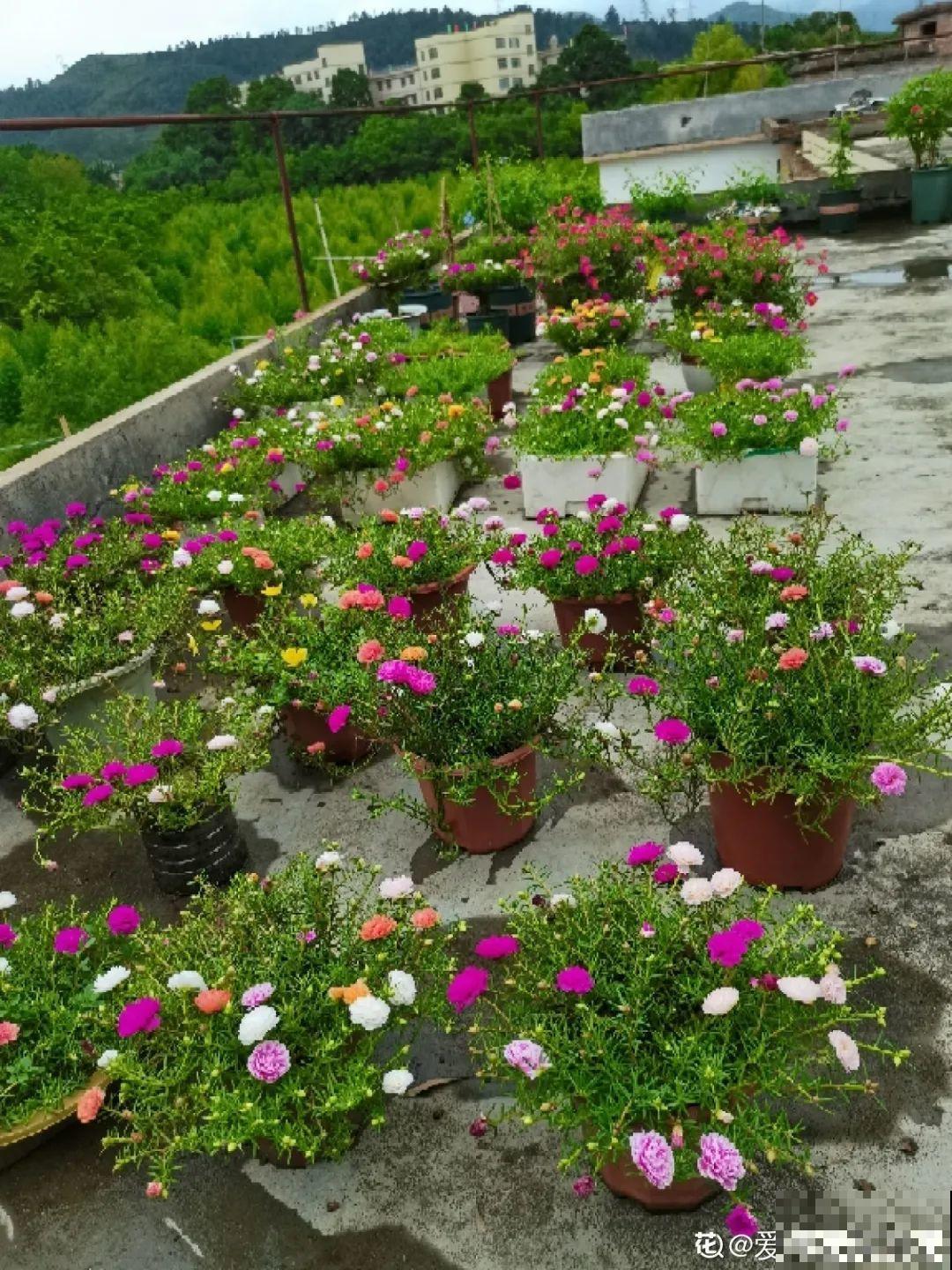 养花大神的爆花技巧，我给大家偷来了，赶紧学