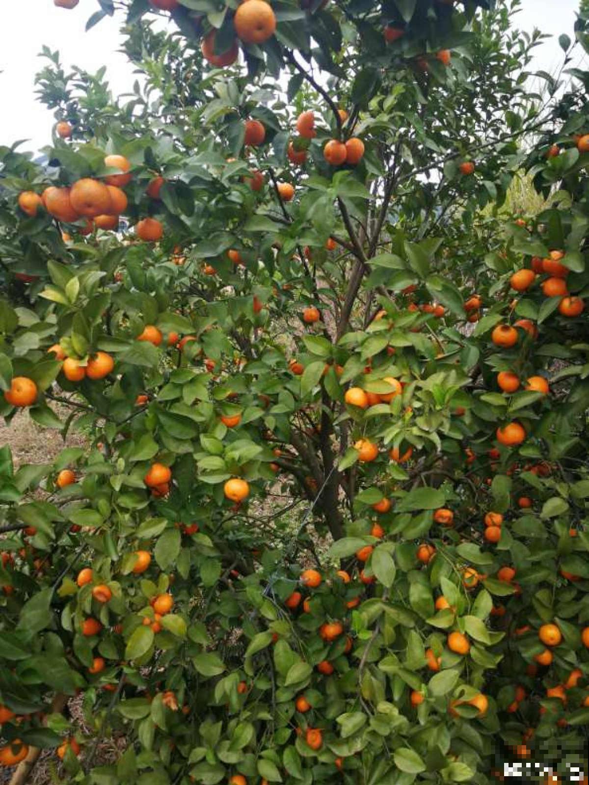 盆栽柑橘想结果，只需5个步骤，养好了就能结出“金元宝”