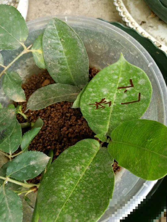 8种花，越热越扦插，大白根呼呼冒