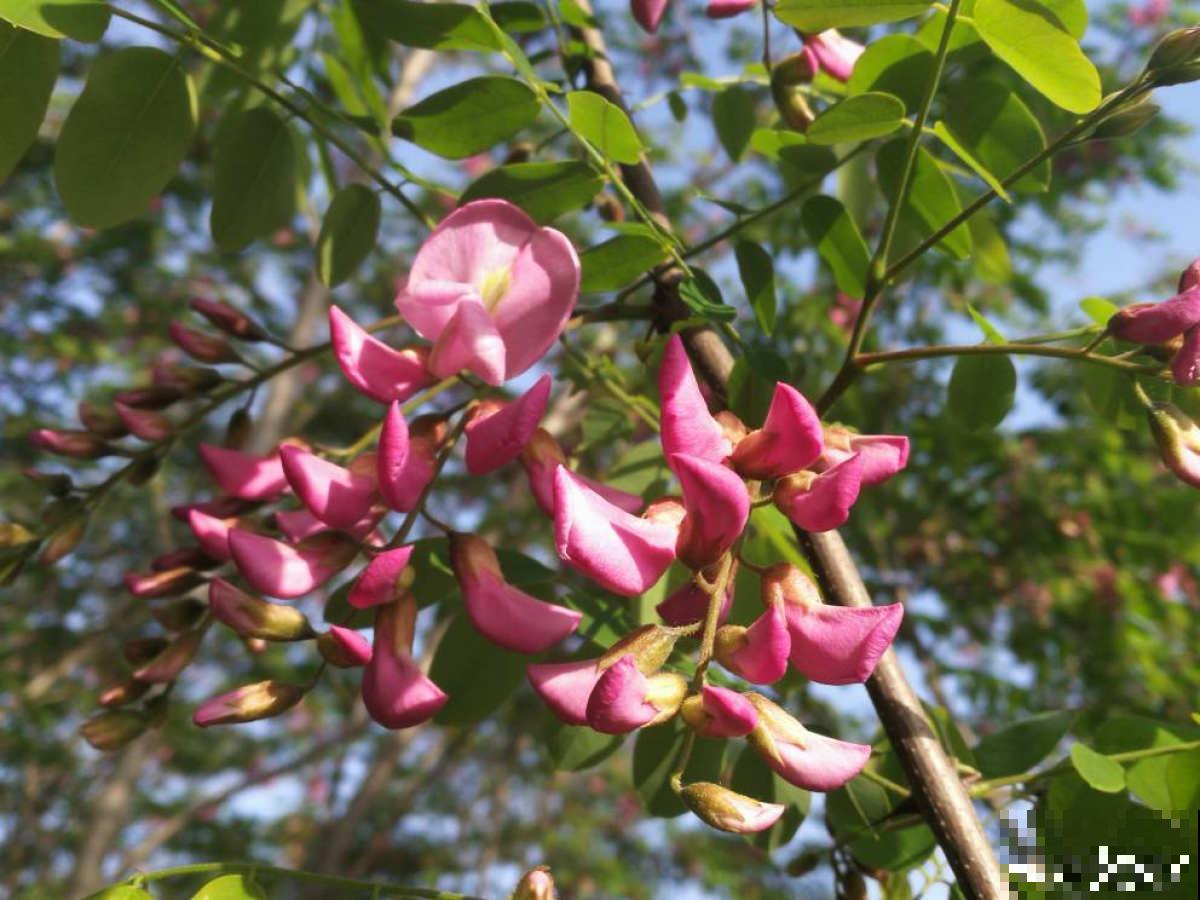 槐树好处多，但是很少有人种院里，究竟为啥？