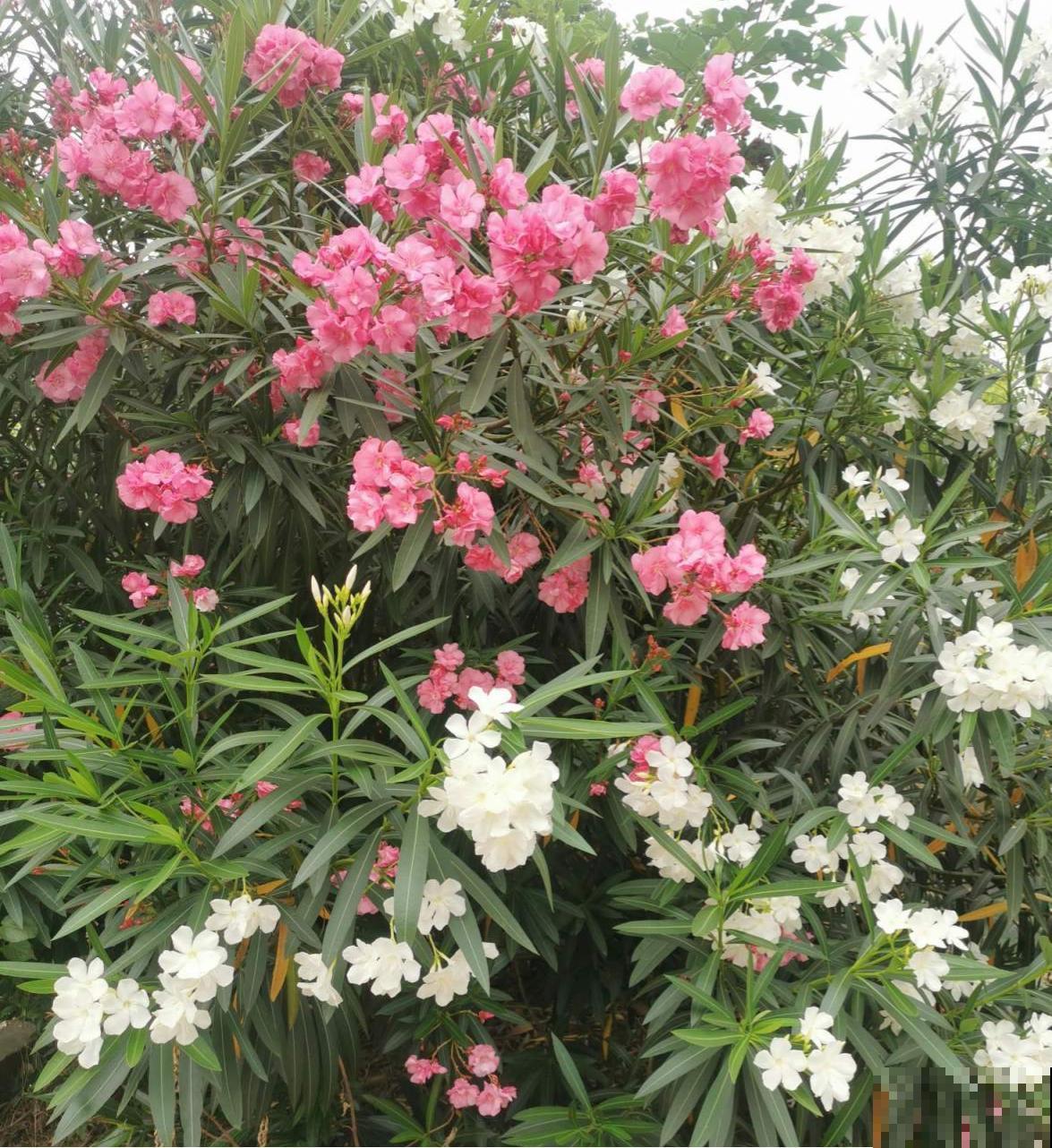 100种常见花,今天终于知道叫什么名了,建议收藏 100种常见花,今天终于知道叫什么名了,建议收藏