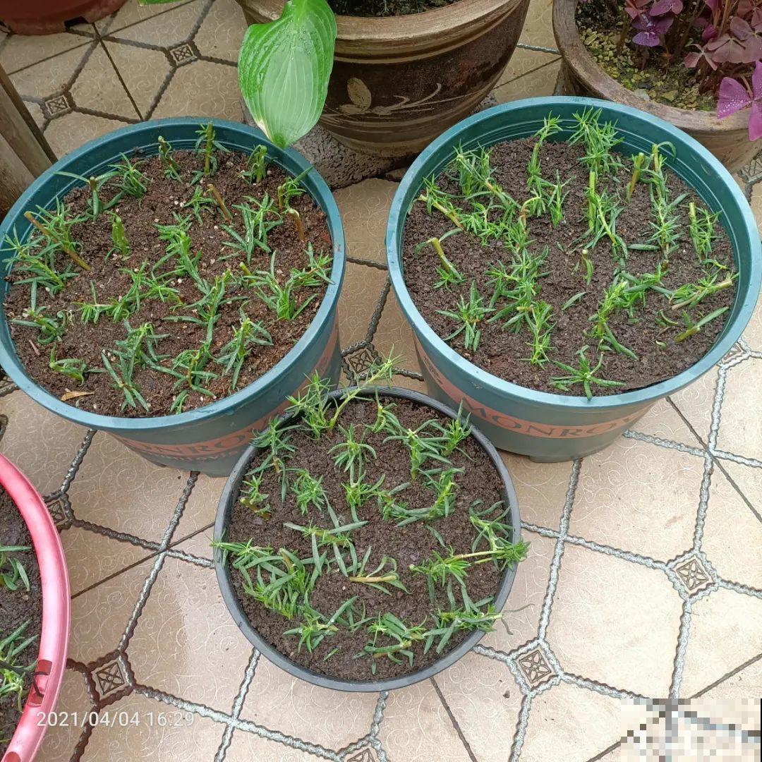 8种花，越热越扦插，大白根呼呼冒