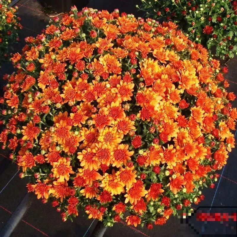 掌握5个步骤，球菊秒变开花机器，花期四季不停