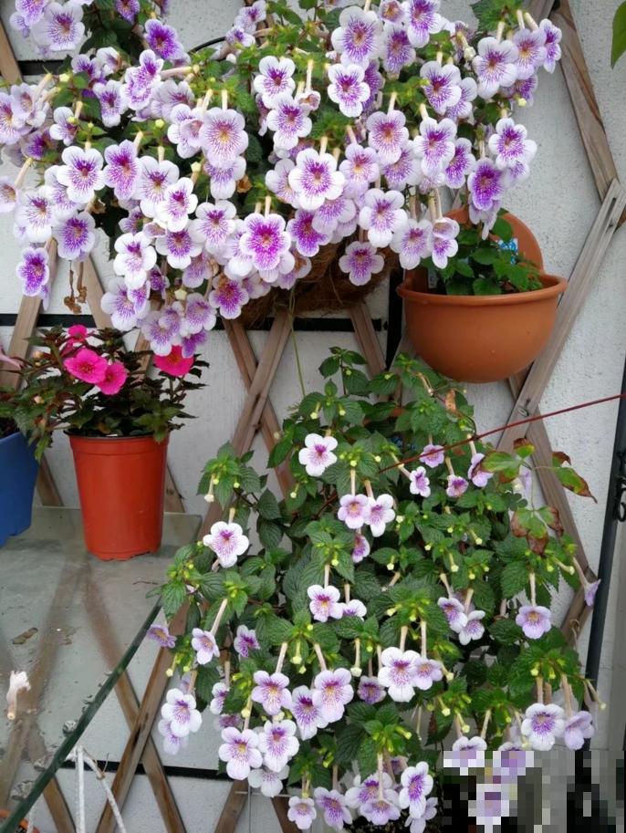 1种花特耐阴，开花像是小喇叭，花量巨大