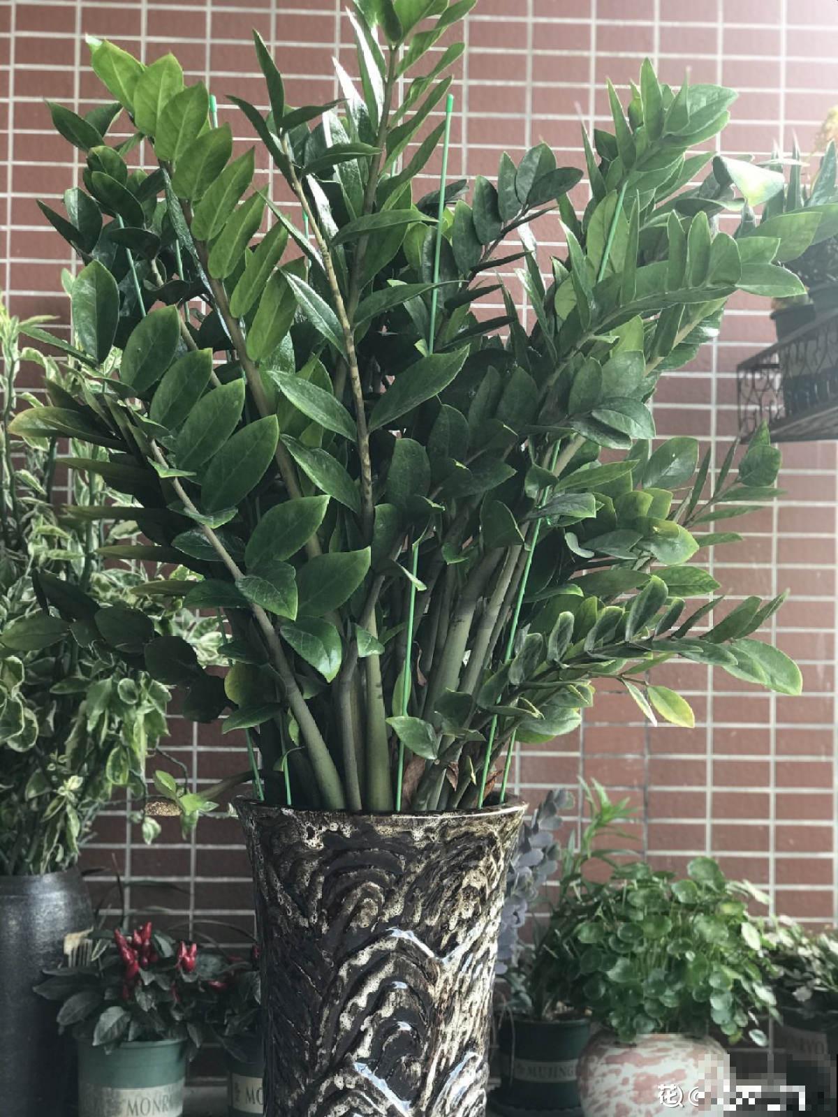 植物中的“老酒鬼”,一天一勺啤酒,叶子油亮花开爆 植物中的“老酒鬼”,一天一勺啤酒,叶子油亮花开爆