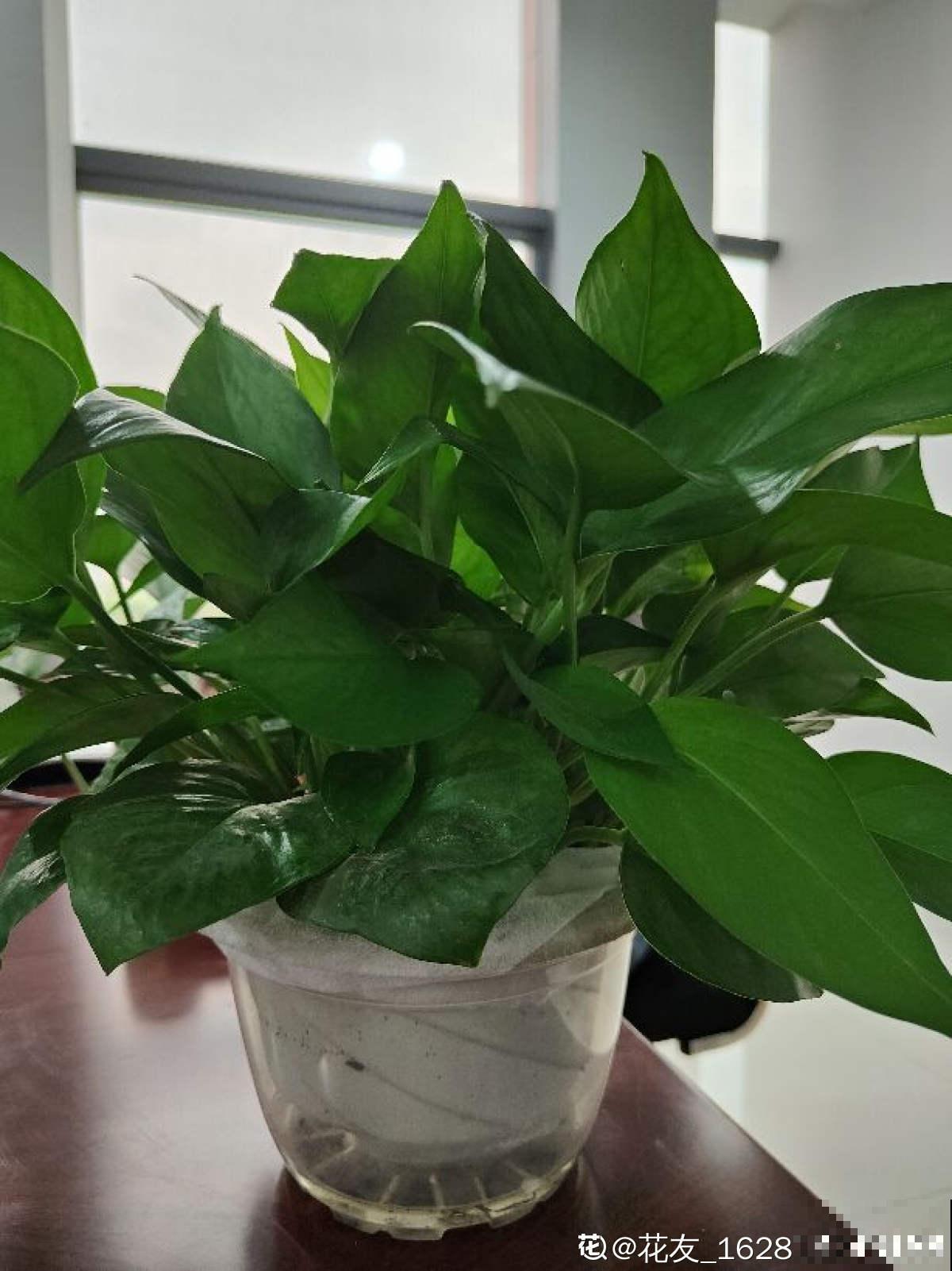 3种大叶子花，有人说“招鬼”有人说“招财”，到底是什么说法？