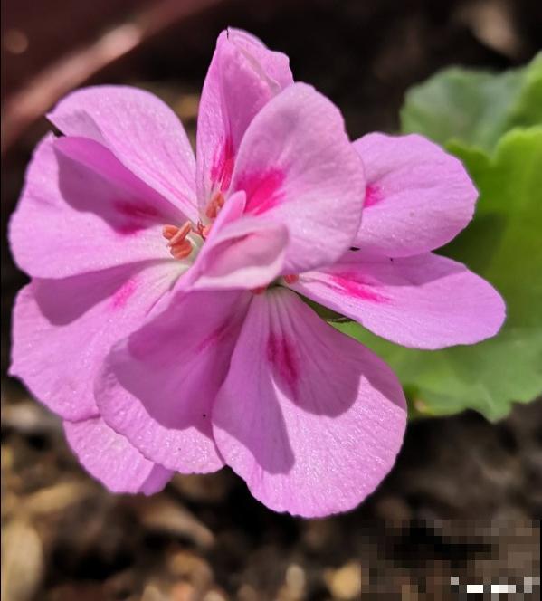 完美“蜕变”的4种花，名字太难听，开花美翻天