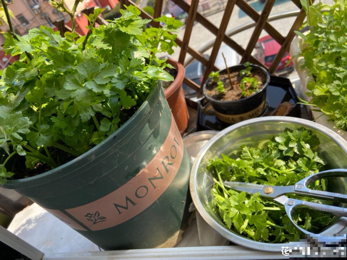 吃剩的蔬菜扔土里,长成清新绿植,怪好看的 吃剩的蔬菜扔土里,长成清新绿植,怪好看的