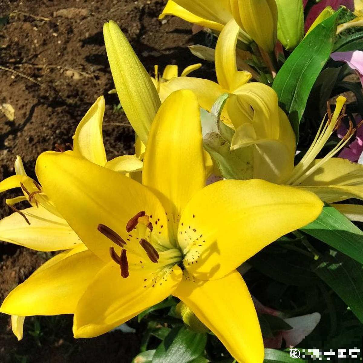 因为一盆花，丈夫和我大吵一架，爱花香有什么错